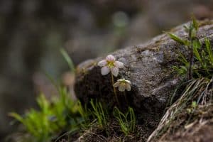 Municipal By-Laws on Nature Reserves