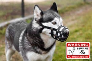 dog bite compensation